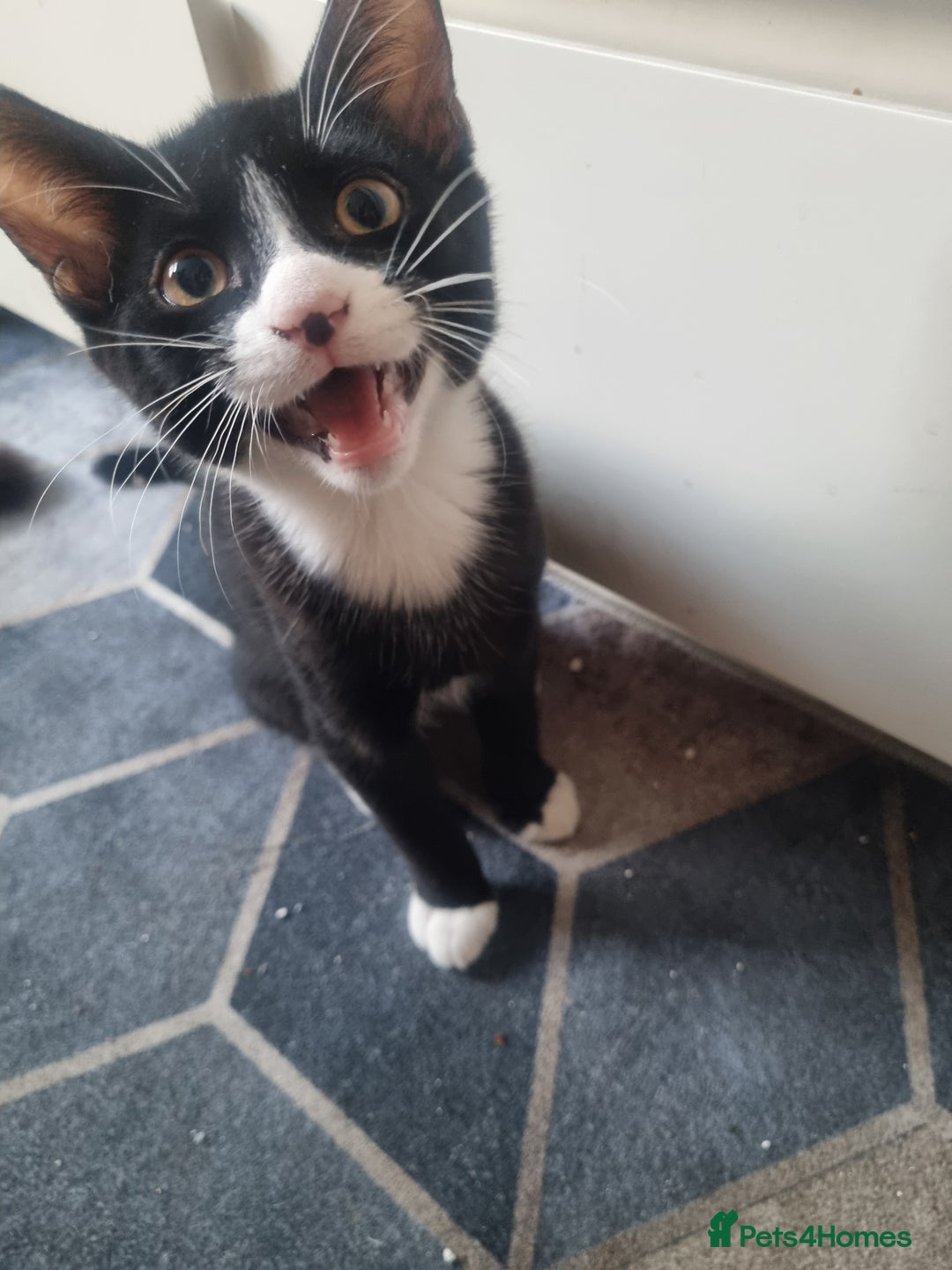 Dwelf cats for sale: 2 sweet kittens  - Image 3