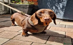 Miniature Dachshund dogs for sale: 💗 READY TO LEAVE - K.C MINIATURE DACHSHUND 💗 - Image 5