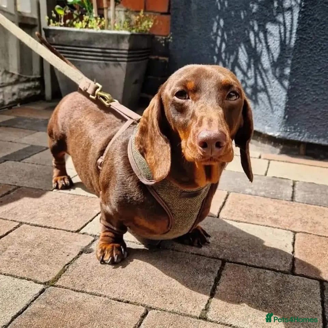 Miniature Dachshund dogs for sale: 💗 READY TO LEAVE - K.C MINIATURE DACHSHUND 💗 - Image 5