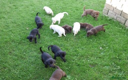 Labrador Retriever dogs for sale: Stunning Health Tested Labrador Puppies - Advert 9