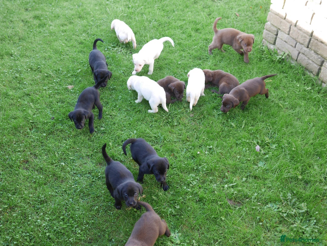 Labrador Retriever dogs for sale: Stunning Health Tested Labrador Puppies - Advert 9