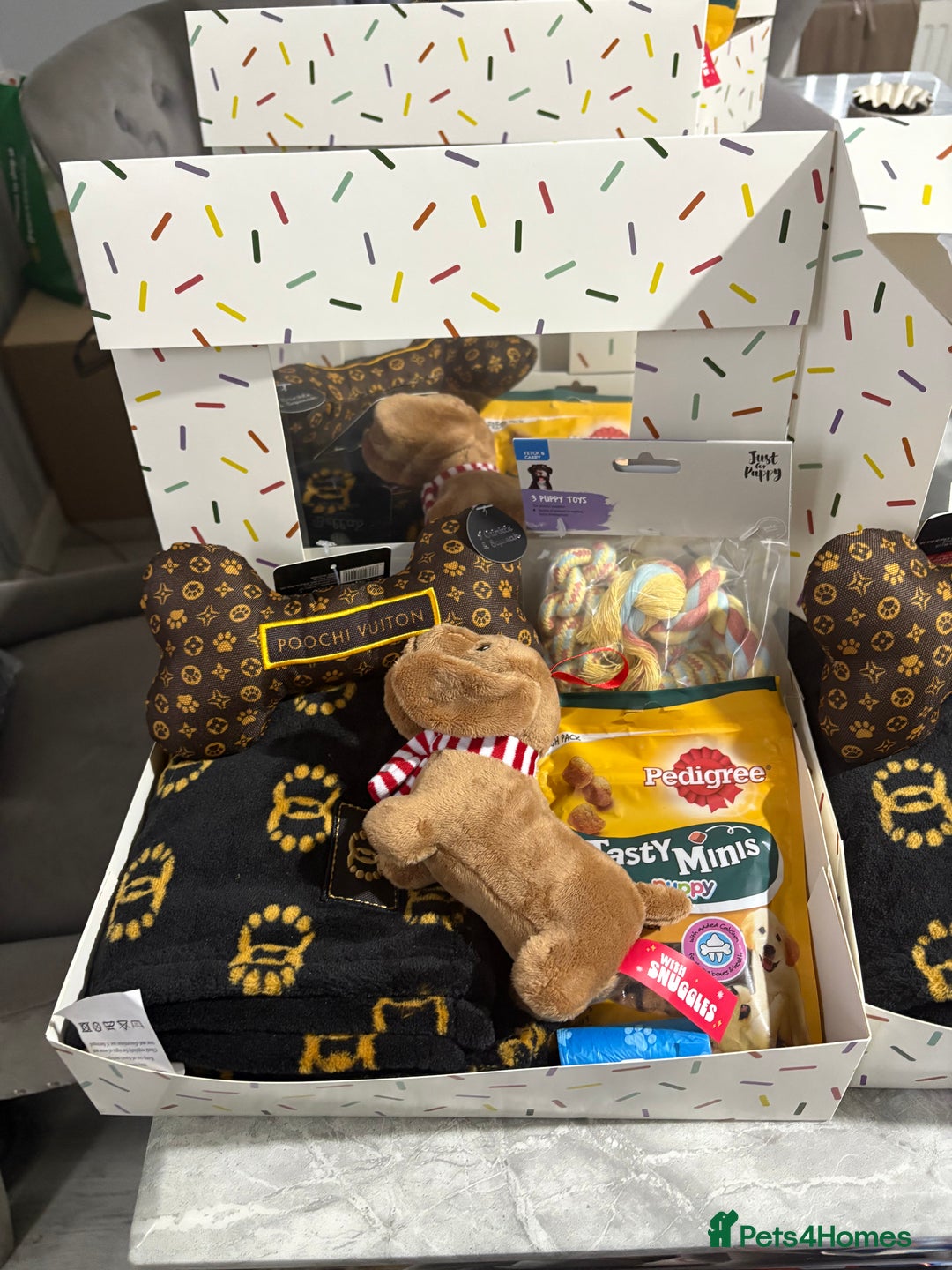 Miniature Dachshund dogs for sale: Pedigree long-haired miniature Dutch hounds - Image 6