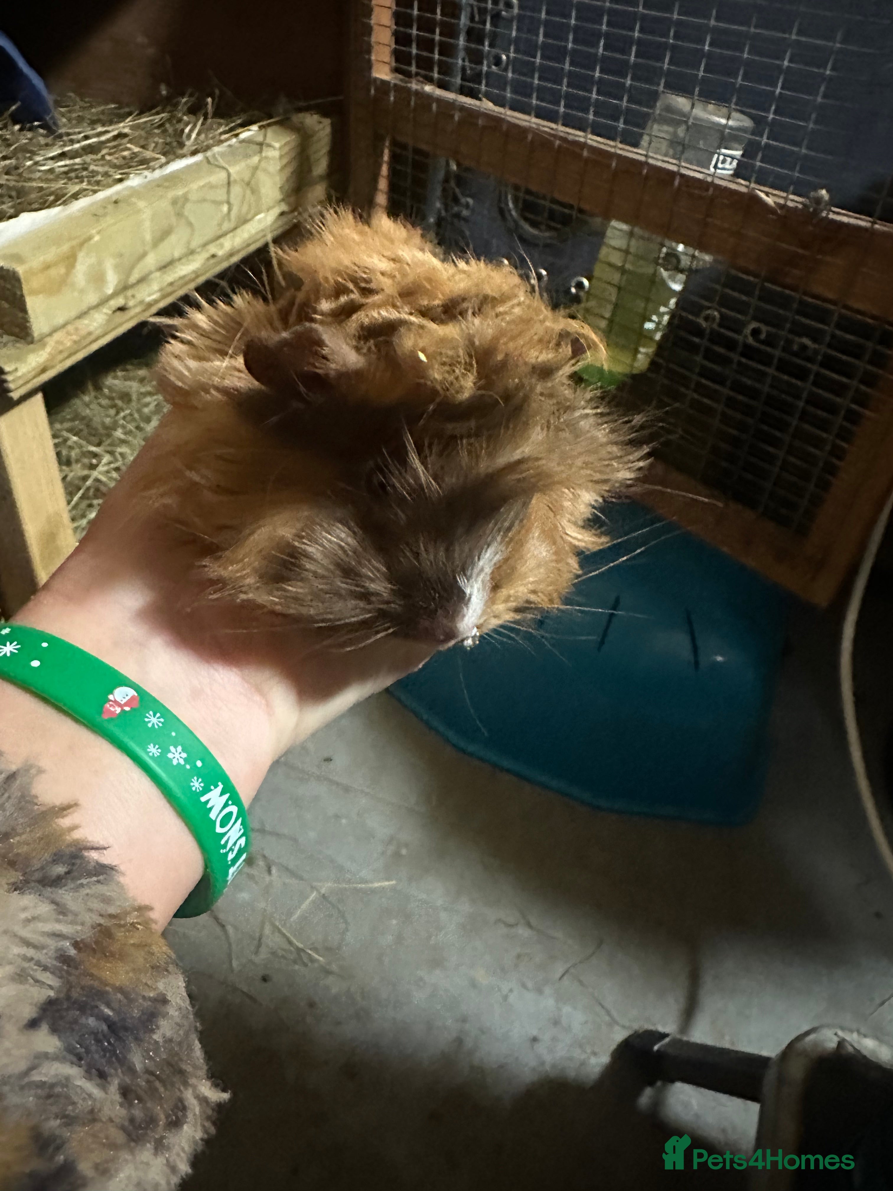 Guinea Pig rodents 1 pretty female guinea pig.  - Advert 15