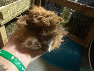 Guinea Pig rodents 1 pretty female guinea pig. - Advert 21
