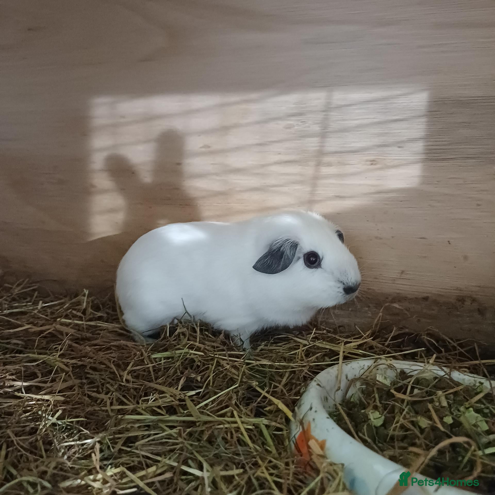 Guinea Pig rodents Baby boy guinea pig needing home - Advert 7