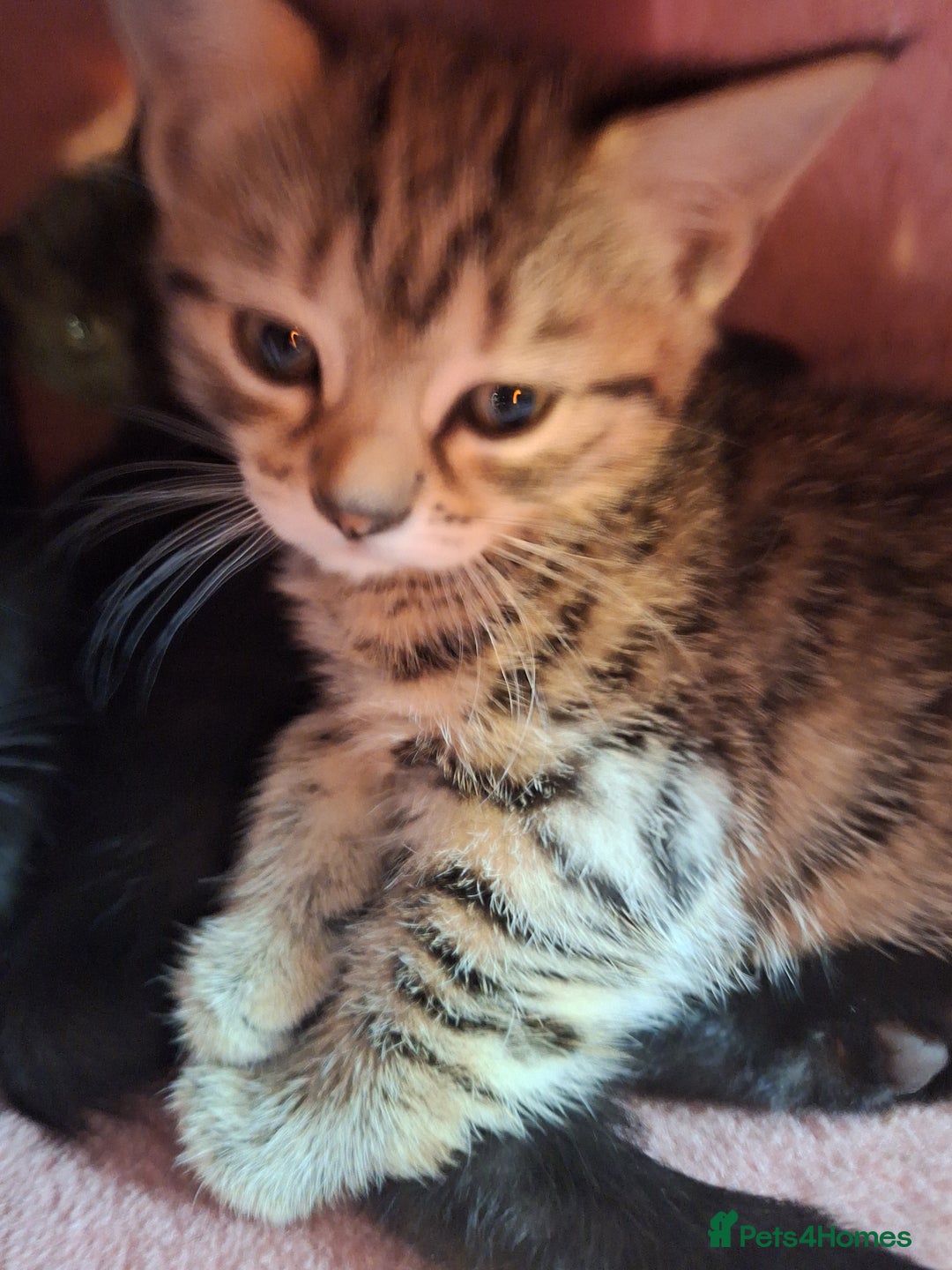 Domestic Shorthair cats for sale: 4 kitten 2 male 2 female  - Image 4
