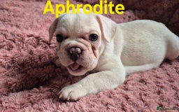 French Bulldog dogs for sale: French bulldog pups ❤️ - Image 22