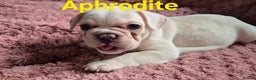 French Bulldog dogs for sale: French bulldog pups ❤️ - Advert 27