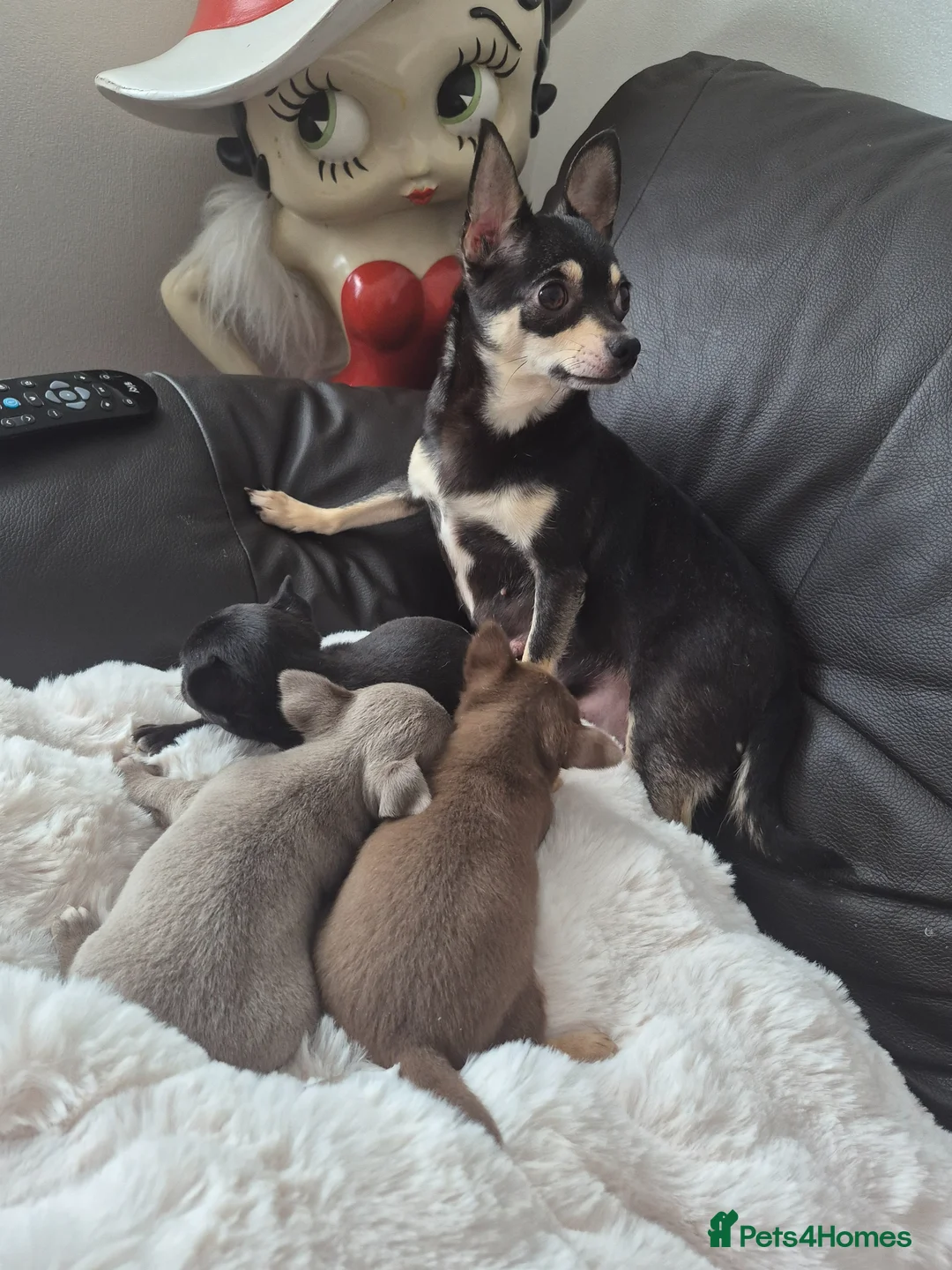 Chihuahua dogs for sale: Beautiful Full Pedigree Chihuahuas - Advert 2