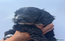 Cockapoo dogs for sale: 1st vac! Extensively health tested F1 cockerpoos   in Goole - Image 5
