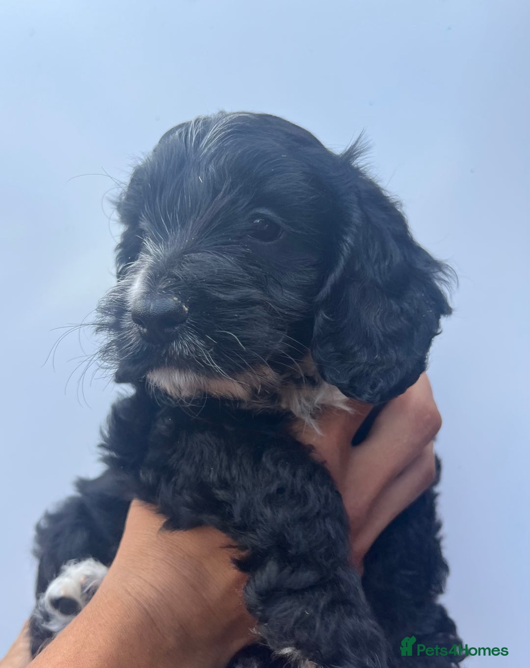 Cockapoo dogs for sale: 1st vac! Extensively health tested F1 cockerpoos   in Goole - Image 5