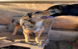 Mixed Breed dogs for adoption: JASPER - a Superb Puppy Boy, for a Loving Home - Image 18