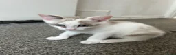 Mixed Breed cats for sale: Kittens for sale  - Advert 3