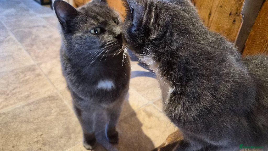 American Shorthair cats Brother and sister FREE to a good home! - Advert 1