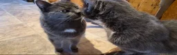 American Shorthair cats for sale: Brother and sister looking for a new home.  - Advert 1