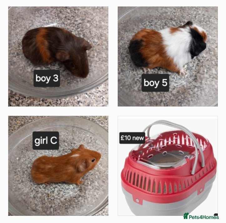 Guinea Pig rodents Baby guineapigs ready now  - Advert 14