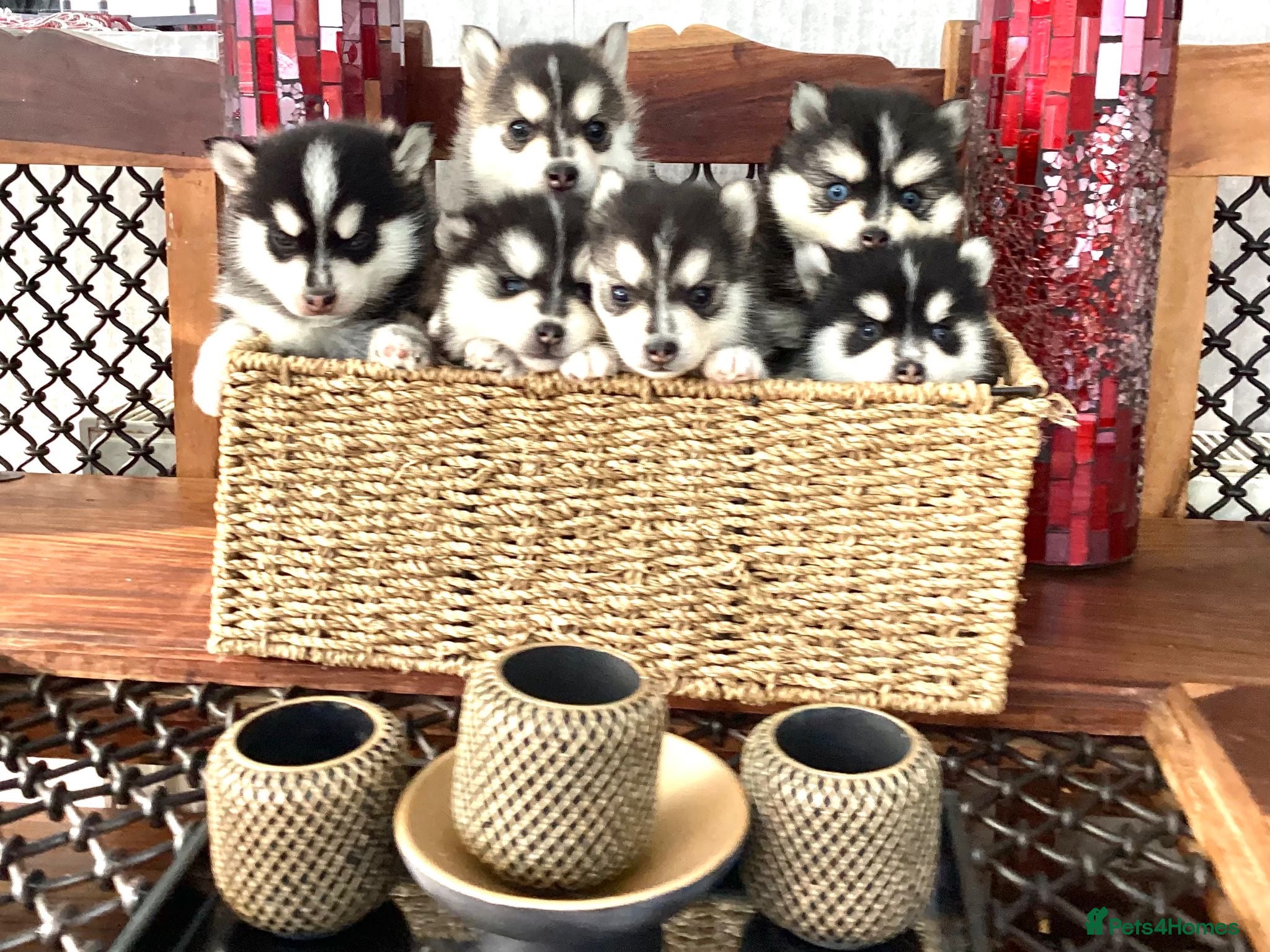 Pomsky dogs Very Tiny F4 Pomskys REDUCED NEEDS HOMES NOW - Advert 2