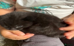 Mixed Breed cats for sale: 2 Beautiful Black Tabby Kittens - Image 3