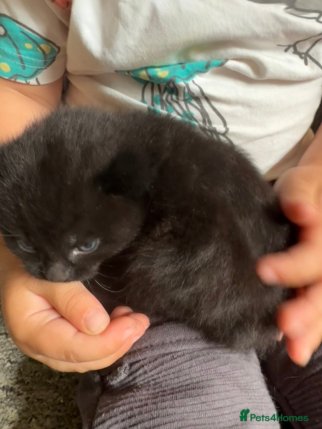 Mixed Breed cats for sale: 2 Beautiful Black Tabby Kittens - Image 3