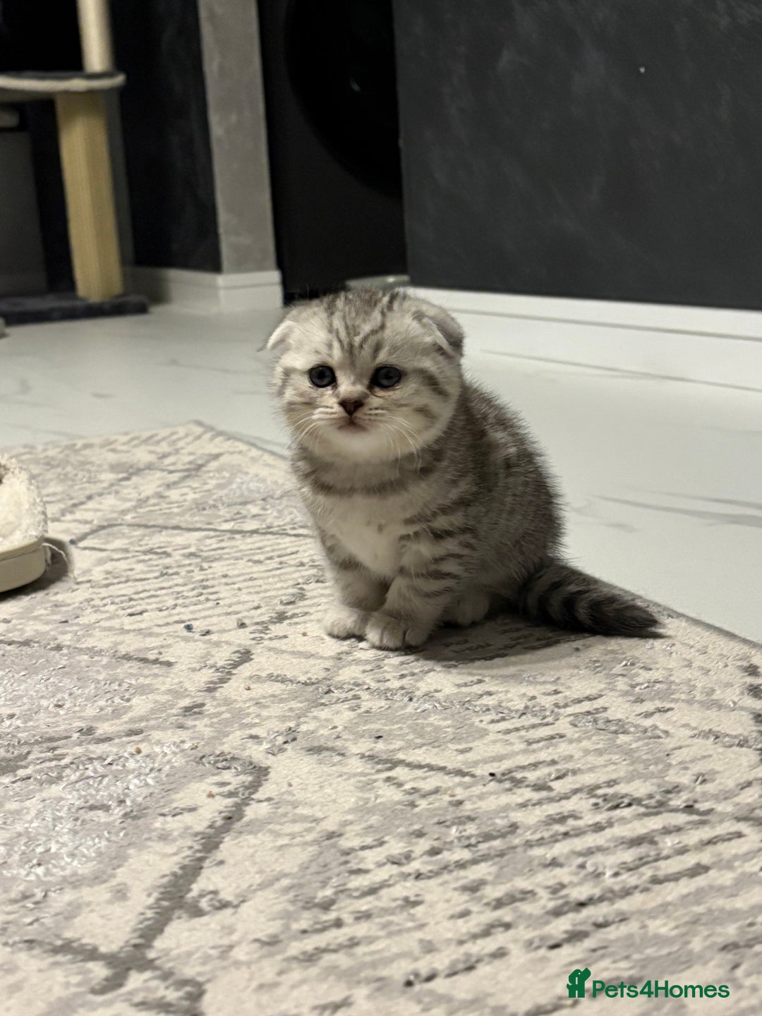 Scottish Fold cats for sale: Last Scottish Fold left - Advert 15