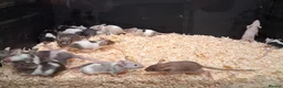 Mouse rodents for sale: Fancy Pet Mice , Females  - Advert 7