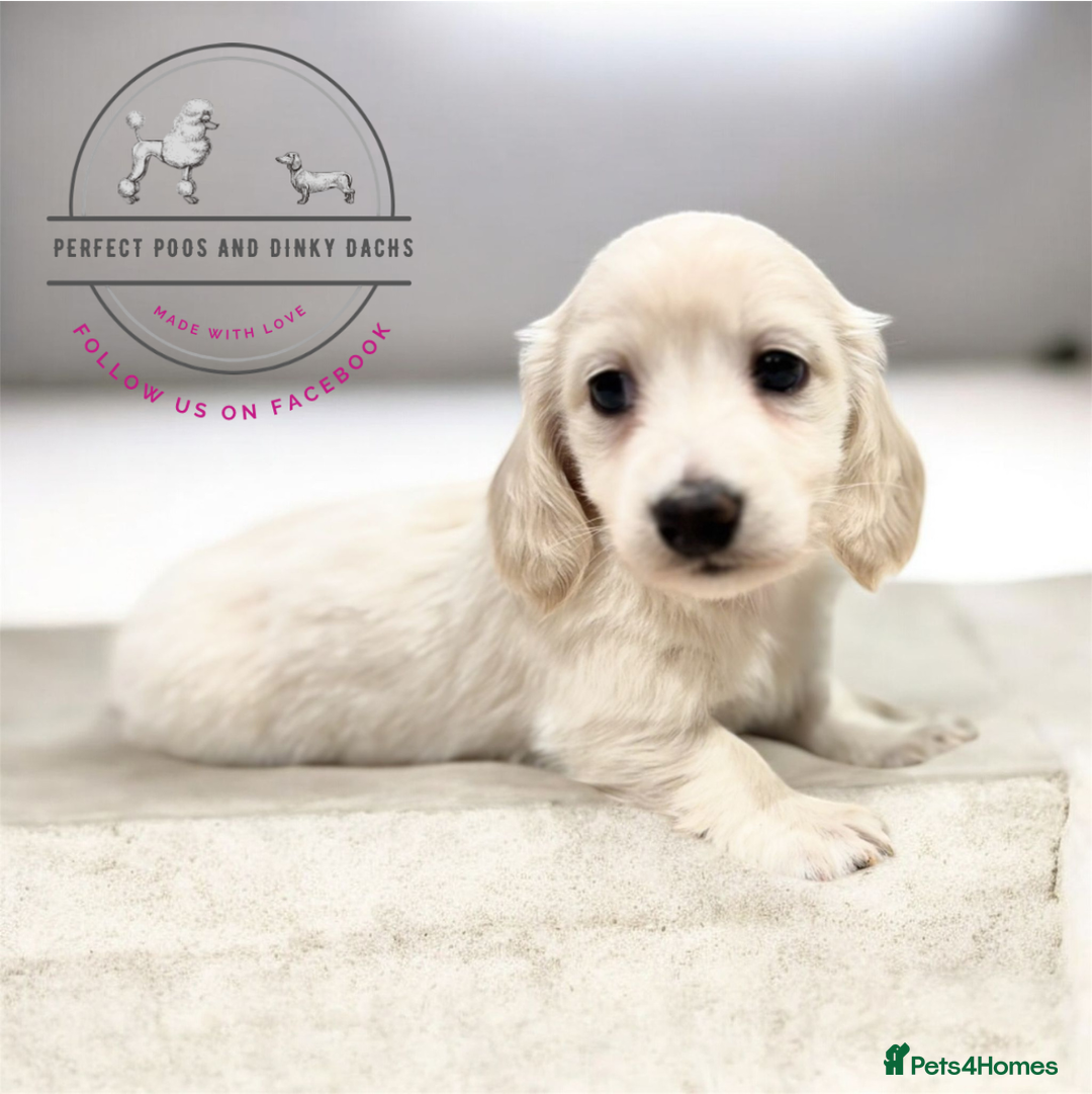 Miniature Dachshund dogs for sale: KC Registered Cream Long Hair Miniature Dachshunds - Advert 13