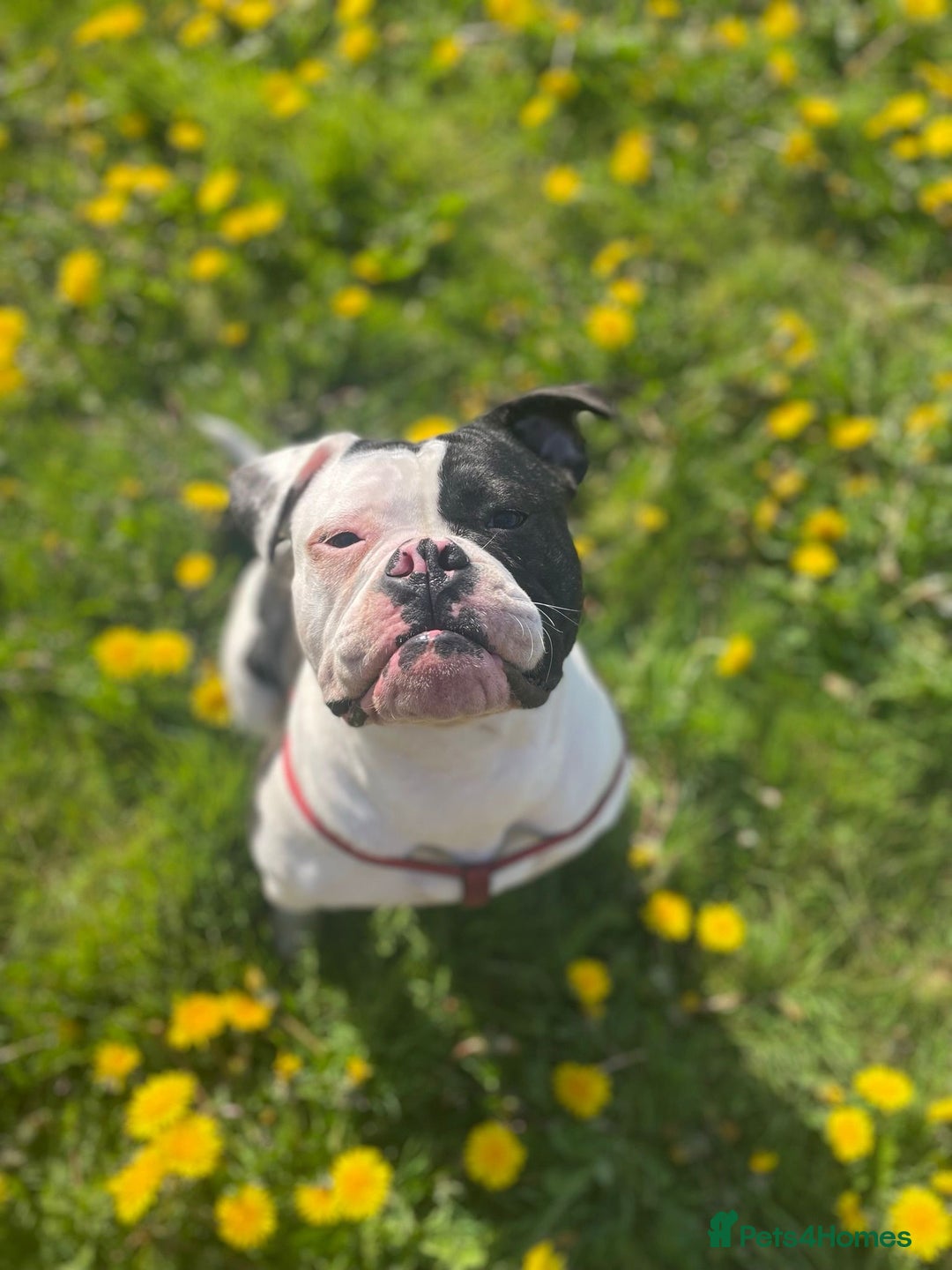 Mixed Breed dogs for sale: Old tyme bulldog x american bulldog puppies - Advert 3