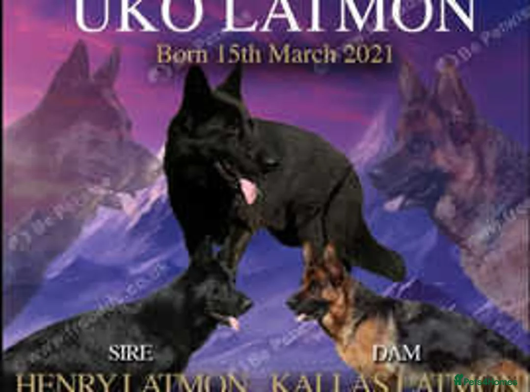 German Shepherd dogs for sale: outstanding male - Advert 1