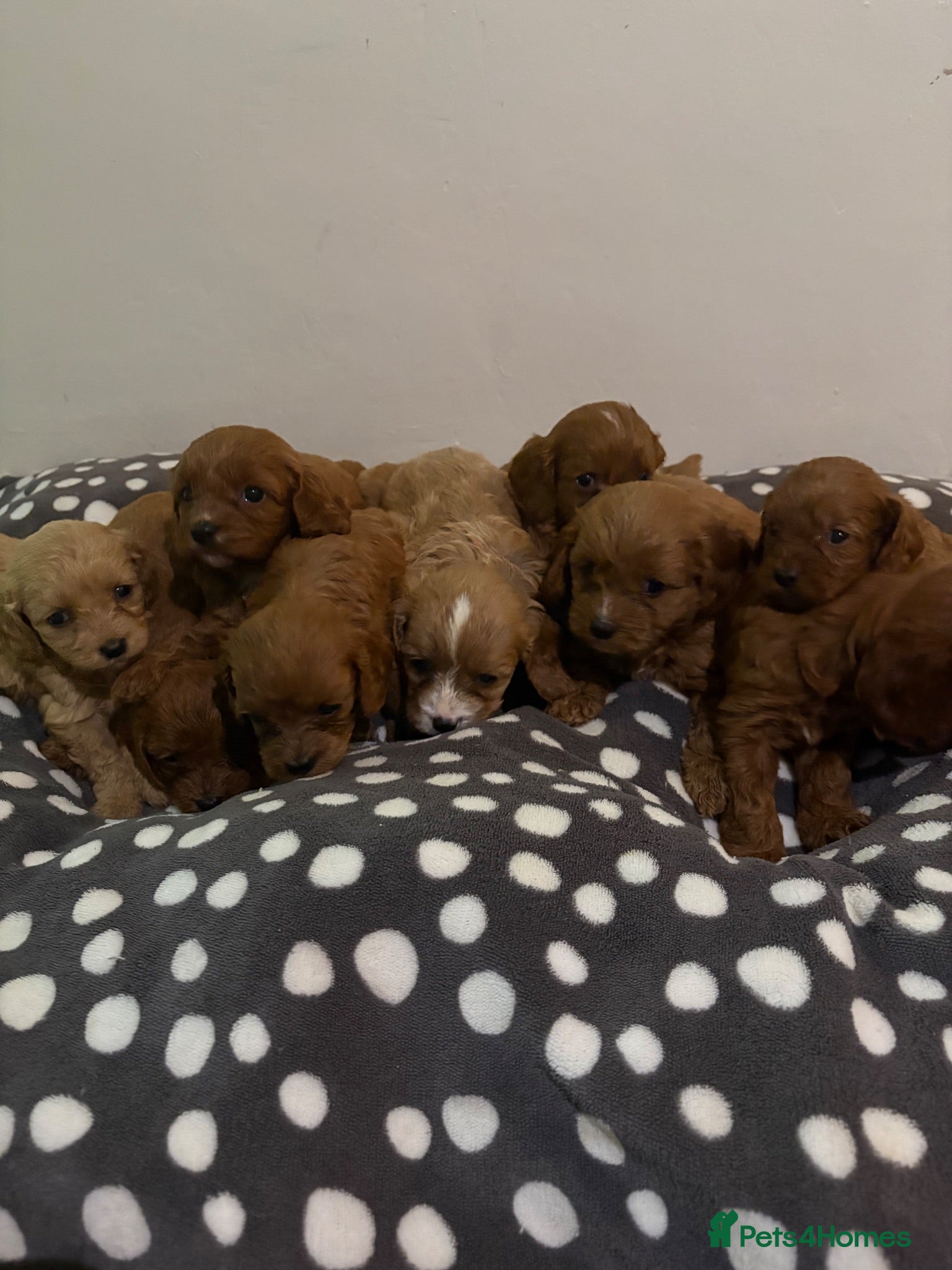 Cavapoo dogs Are gorgeous cavapoo puppies  - Advert 2