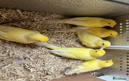Canaries birds for sale: Canaries for sale  - Image 11