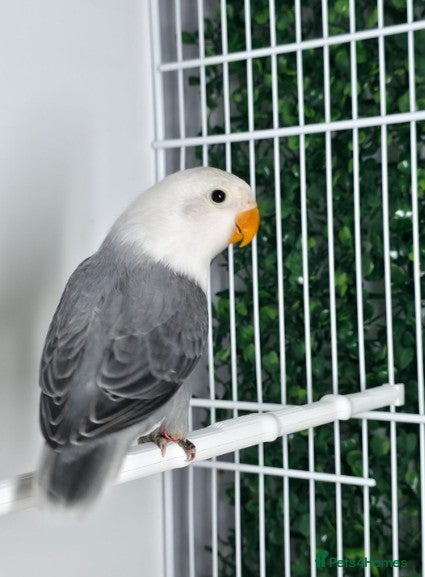 Lovebirds birds Slaty Opaline - Advert 2