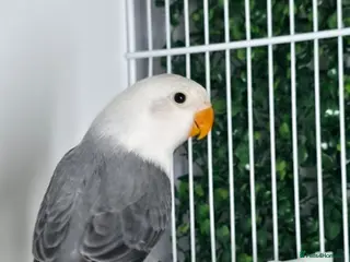 Lovebirds birds Slaty Opaline - Advert 7