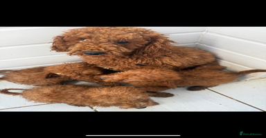 Miniature Poodle dogs - Advert 16