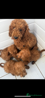 Miniature Poodle dogs - Advert 6