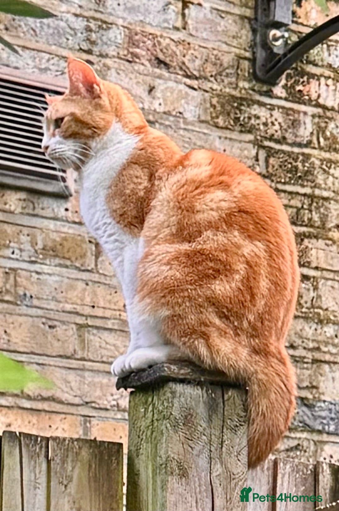 British Shorthair cats for sale: Spice - Advert 5