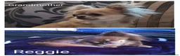 Chihuahua dogs for sale: Three stunning long coat puppies  - Advert 11