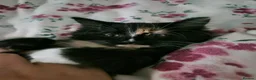 British Longhair cats for sale: 2 female kittens  in Hastings - Advert 7