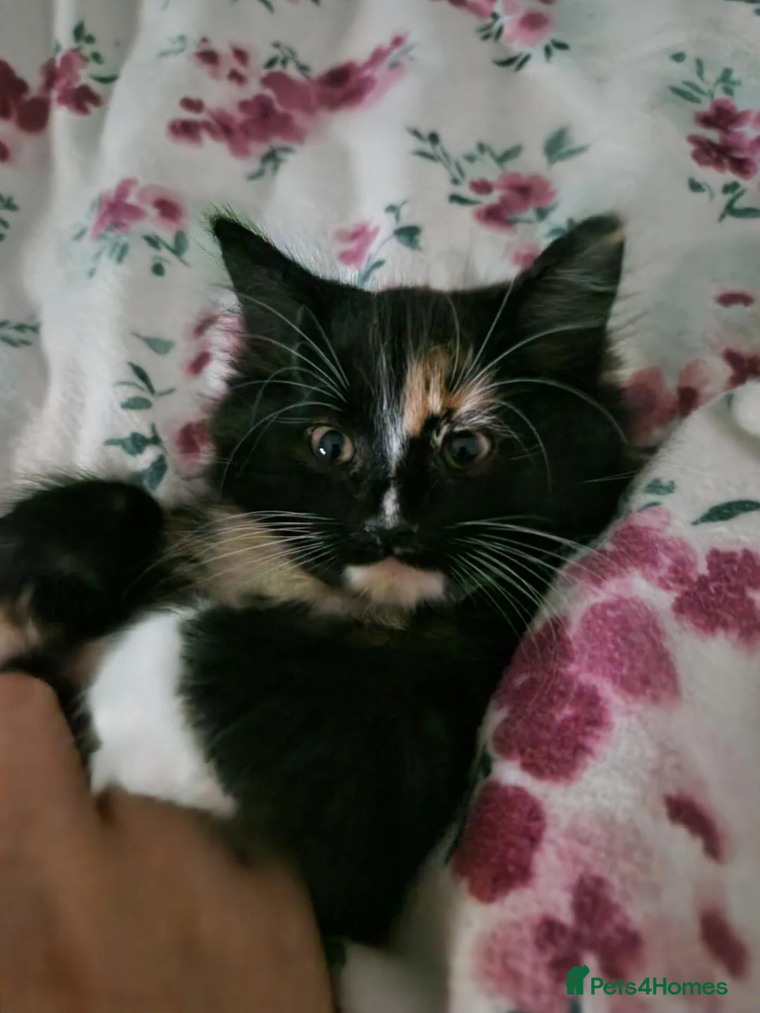 British Longhair cats for sale: 2 female kittens  in Hastings - Advert 7