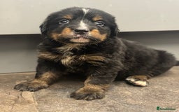 Mixed Breed dogs for sale: Labernese x Bernese mountain dog puppies  - Image 36