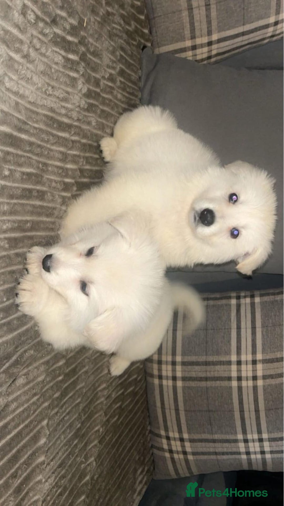 White Swiss Shepherd dogs for stud: Stunning KC WSS for stud  in Arundel - Image 10