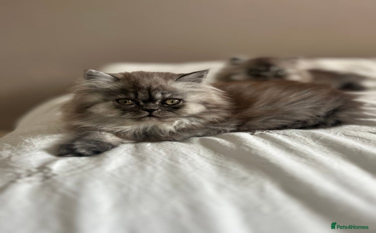 Persian cats - Advert 1