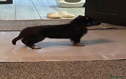 German Shepherd dogs for sale: German Shepard Puppies - Image 7