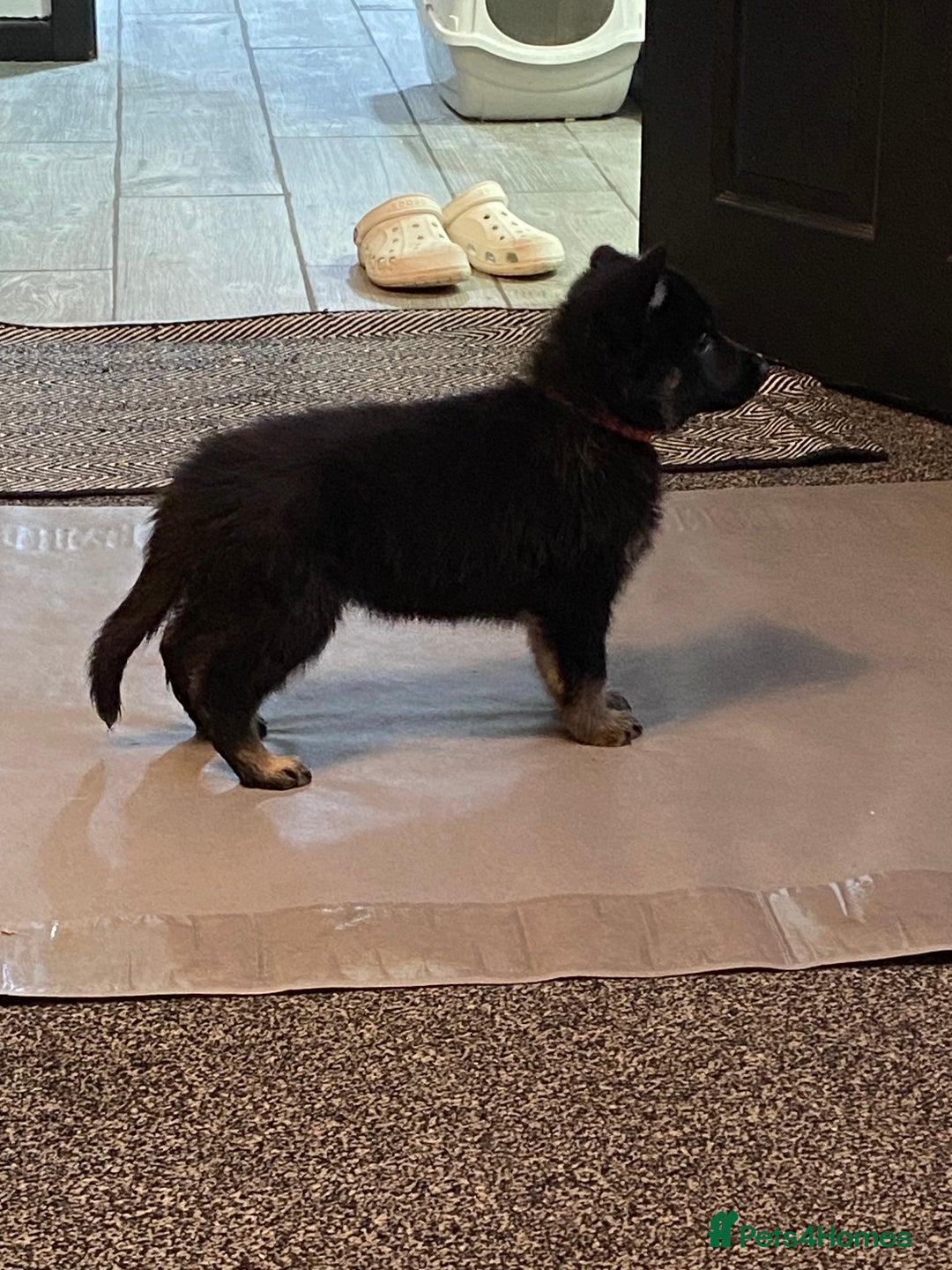 German Shepherd dogs for sale: German Shepard Puppies - Image 7
