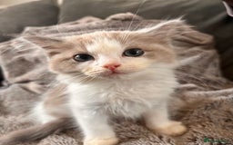 Ragdoll cats for sale: 1 female and 1 male ragdoll kittens for sale - Image 2