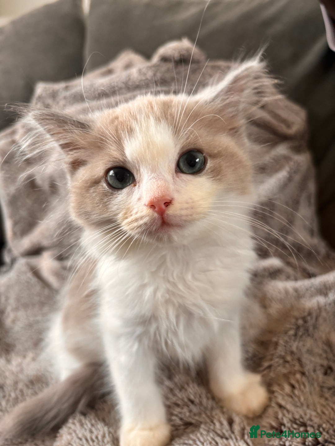 Ragdoll cats for sale: 1 female and 1 male ragdoll kittens for sale - Image 2