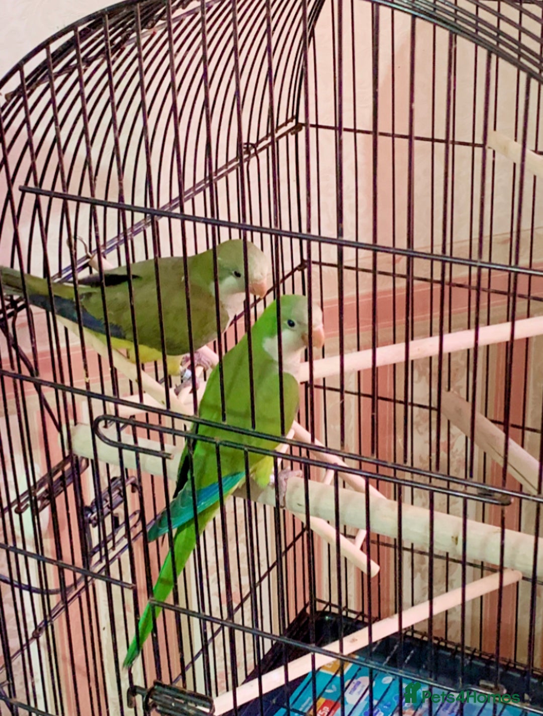 Parakeets birds for sale: Two hand reared quaker parrots  - Image 5