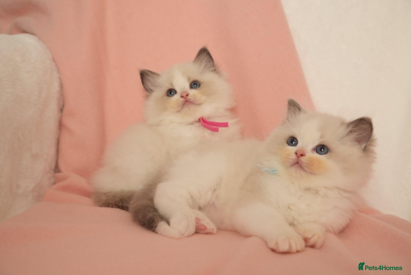 Ragdoll cats Elite TICA Kittens – Champion Bloodlines - Advert 1