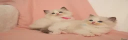 Ragdoll cats for sale: Elite TICA Kittens – Champion Bloodlines - Advert 9