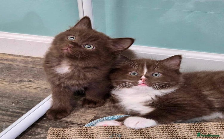 Ragdoll cats 2 CHOCOLATE RAGDOLL M/F  - Advert 6