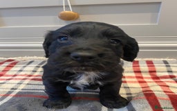 Cocker Spaniel dogs for sale: Cocker Spaniel puppies - Image 13